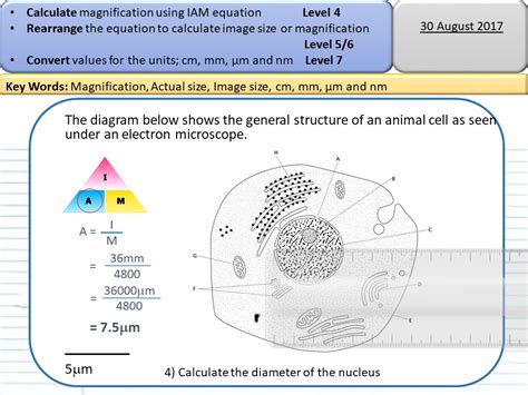 magnification questions gcse biology.